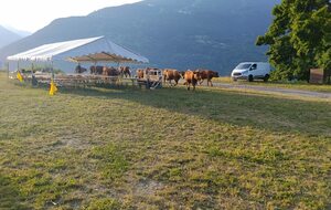 Concours 3D des Edelweiss à Bourg-Saint-Maurice