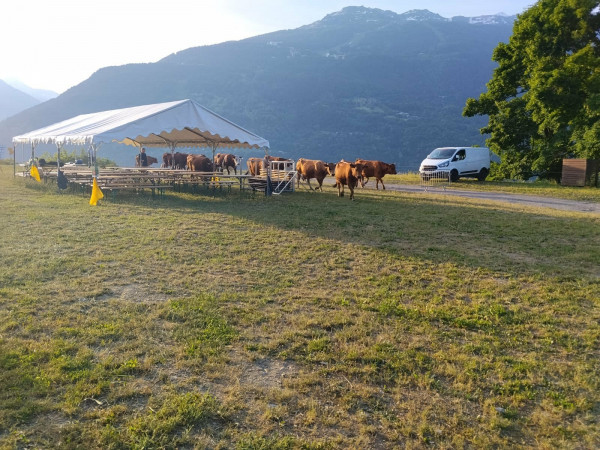 Concours 3D des Edelweiss à Bourg-Saint-Maurice